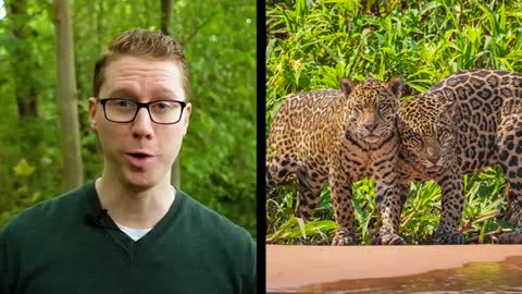 Top facts about jaguars |