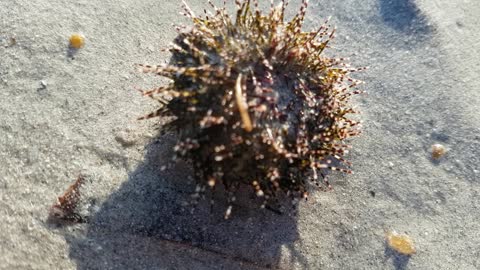 Close Look at a Sea Urchin