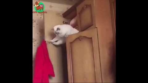 Take a Look at the Acrobat Cat! 🐈 Funny Animals