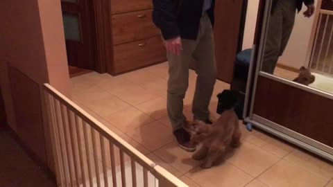 Cute puppy greeting her owner after he comes back from work