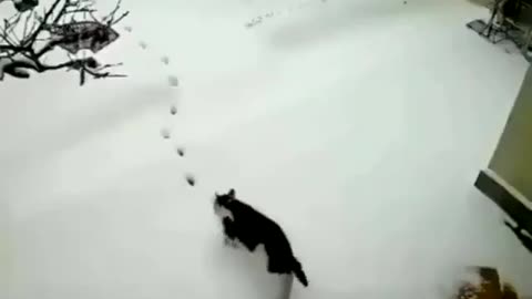 cat doing tur in the snow turned popsicle kkkkkk