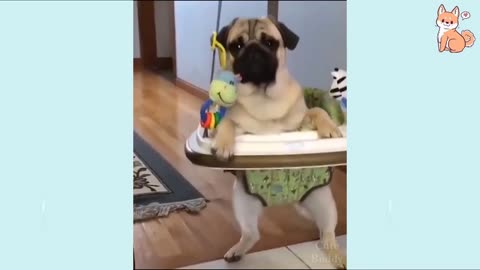 🤣Funny Dog Videos 2024🤣 🐶 It's time to LAUGH with Cute Buddy