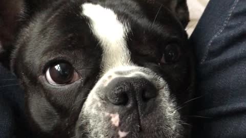 Puppy Close Up! Stella gets super excited about anything food related. Yum Yum!