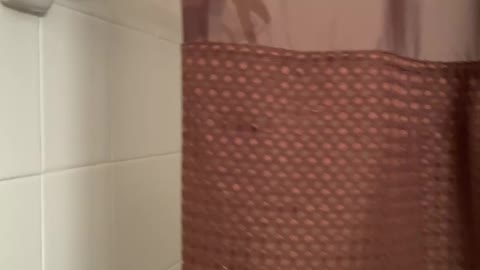 Parrot stays in the shower for the steam