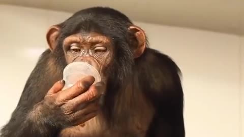 Monkey prepares his lunch