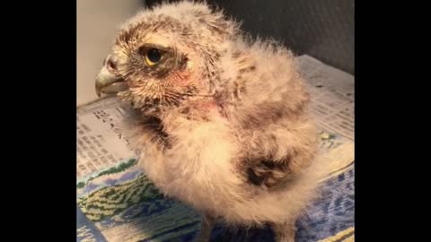 Owl After 15 Days Of Birth