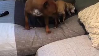 Dog tries to jump on couch