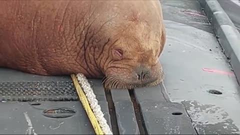 Freya The Walrus Chills On Dutch Navy Submarine After Straying From The Arctic
