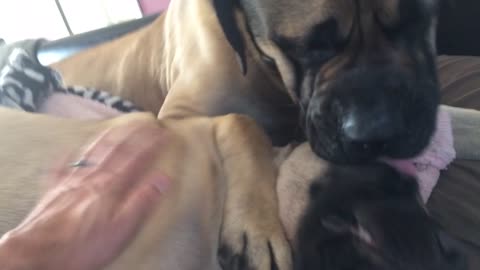 Puppy Love! Huge English Mastiff wants kisses from his new girlfriend
