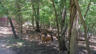 Deer and Fawns Grooming