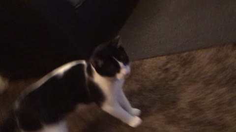 Cat playing