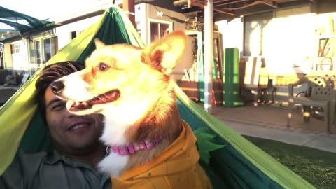 Corgi In A Hammock