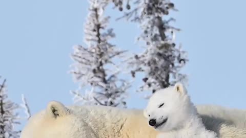 Cute animal #motherlove #snow #winterlove #baby #animallover #cutee #viralshorts #viral #viralvideos