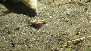 Bobbit Worm in Indonesia