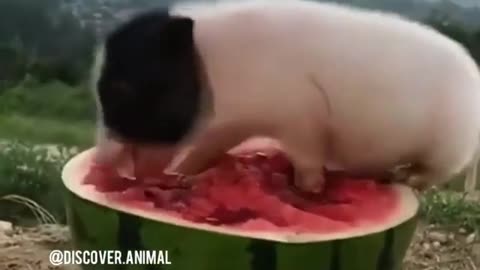 baby pig eating watermelon