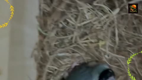 Gouldian finch Breeding