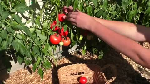 Early greenhouse tomato varieties, early greenhouse tomato varieties are self-pollinated.