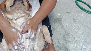 Pampered Pup Receives a Luxurious Bath