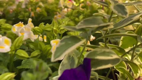 plants in the greenhouse