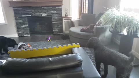 Dog just wants to be included in the fun!