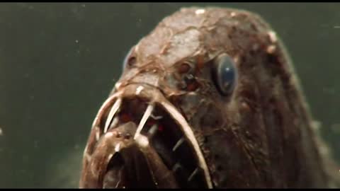 Fangtooth - deep sea fish with massive teeth chomps shrimp