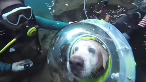 Dog Under Water