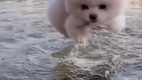 BoseAllOut Real dog paddle swimming