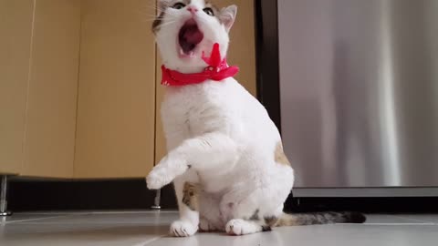 Video Of Funny Cat Clean her Face