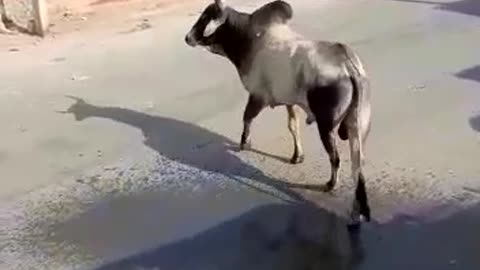 Angry 😳 Fighter bull kill a man .