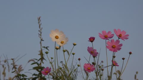 Autumn cosmos flowers