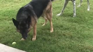 Dog Best Friends Playing Tug of War with Flashback