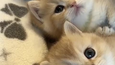 Cutest Baby Cats