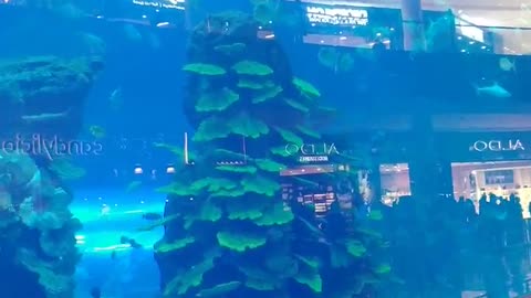#Burj Khalifa #Aquarium