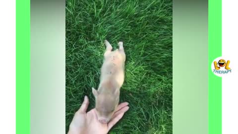 compilation of funny videos of mini pigs
