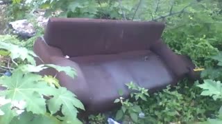 Abandoned brown sofa in the middle of a vacant lot, a gecko lives there [Nature & Animals]