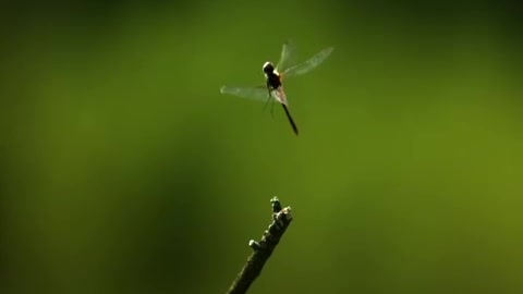 Dragonfly in ultra slow motion