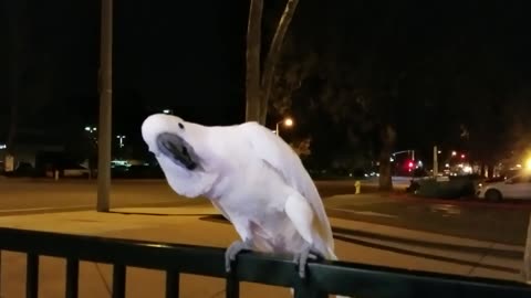 White Talkative Parrot Singing Hello In Streets