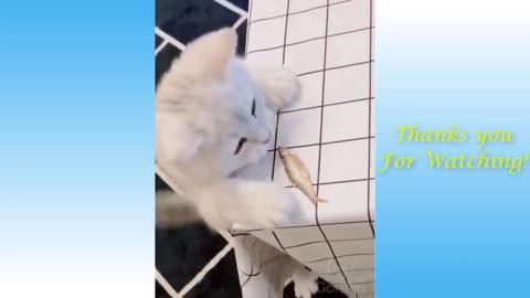 Funny and Cute Cat's Life 👯😺 Cats and Owners Videos