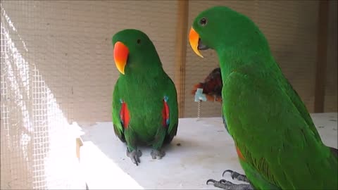 BIRDS & PARROTS Talking and Singing