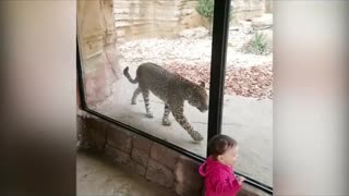 funny babies and animals