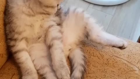 Cute fluffy kitten playing with his own leg