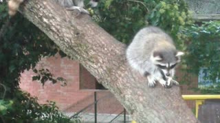 Unexpected encounter with a raccoon