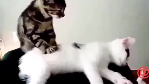 Funny and Cute Cat Videos #289