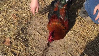 AMAZING—Hypnotizing A Rooster!