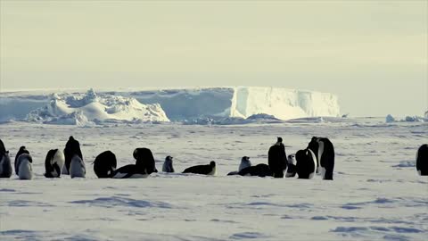 Penguin walk on white desert ❤️❤️❤️