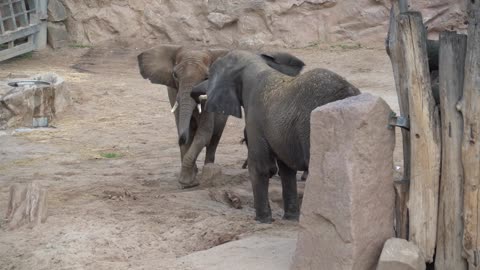 Elephant reunites with daughter and granddaughters after 12-year separation