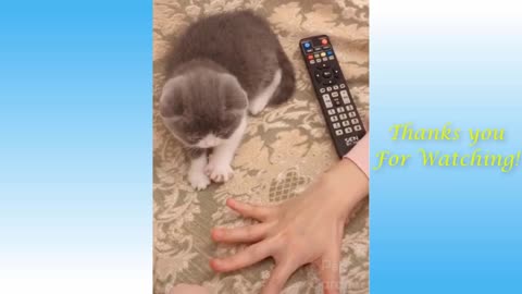 Cute Pets and Animals best video 2021