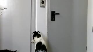 Dog with black motorcycle jacket on watches cat walk past door