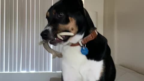 Puppy and his antler