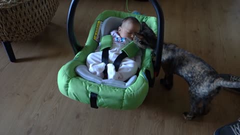 Cats Meeting Babies for the FIRST Time [NEW] Compilation